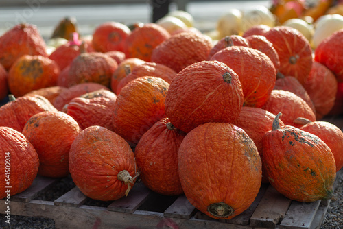 Gourds on a pallet-horizontal_0002