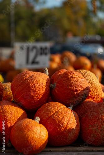 Pumpkins and gourds for twelve dollars- vertical_0003
