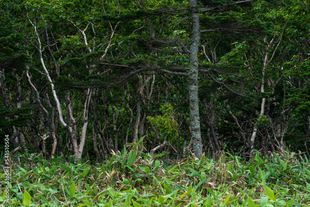 forest landscape of the island of Kunashir, twisted trees and undergrowth of dwarf bamboo forest landscape of the island of Kunashir, twisted trees and undergrowth of dwarf bamboo