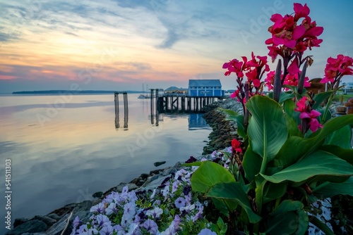 Pink flower plant on the shore in Sidney Waterfront Vancouver Island, Canada with a golden sunset © David Hutchison/Wirestock Creators