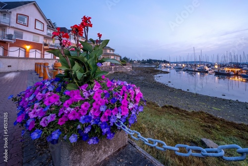 Colorful flower outside the hotel in Sidney Waterfront Vancouver Island, BC Canada © David Hutchison/Wirestock Creators