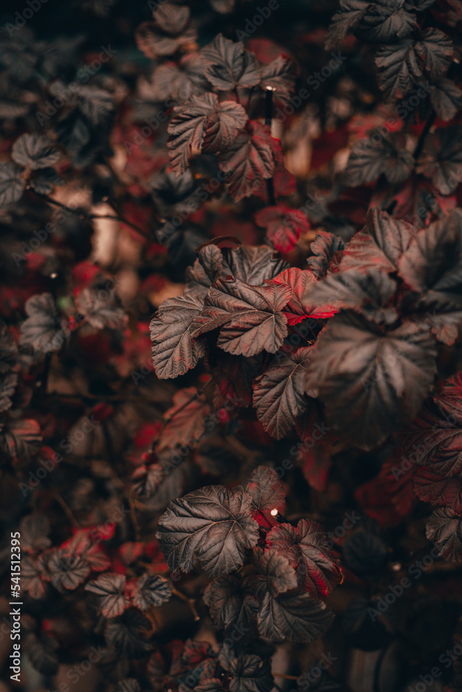 Fototapeta premium autumn leaves on the ground
