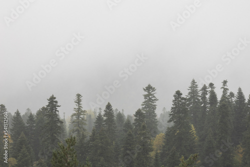 autumn forest and fog in the mountains. vertical photo. Photo wallpaper with mountain view, space for text