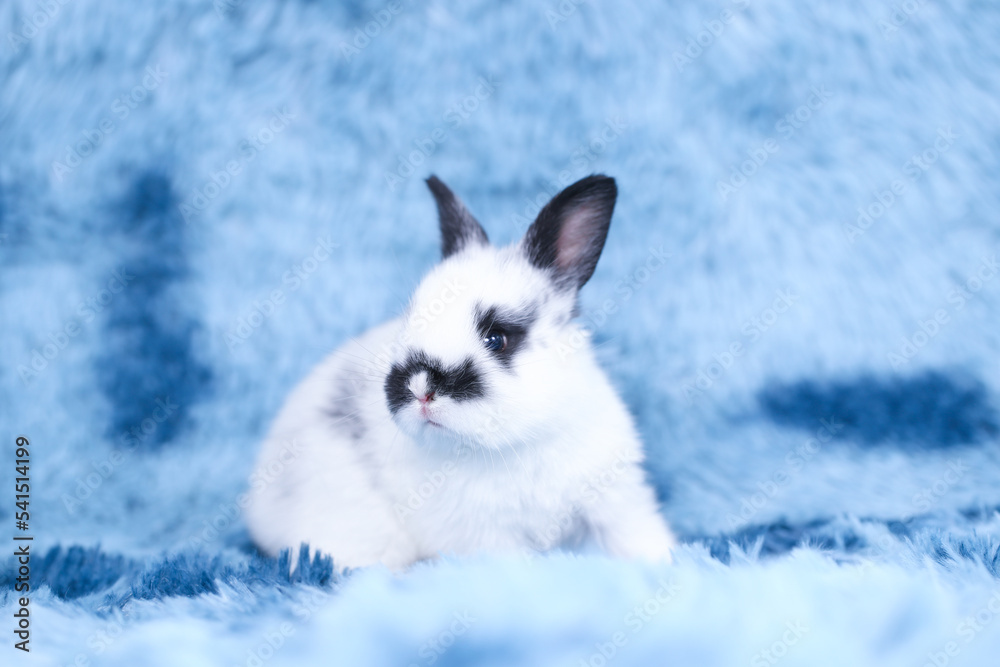 Cute little rabbit on green grass with natural bokeh as background during spring. Young adorable bunny playing in blue fur carpet as in the sky concept. Lovely baby pet. Cute little rabbit on green grass with natural bokeh as background during spring. Young adorable bunny playing in blue fur carpet as in the sky concept. Lovely baby pet.
