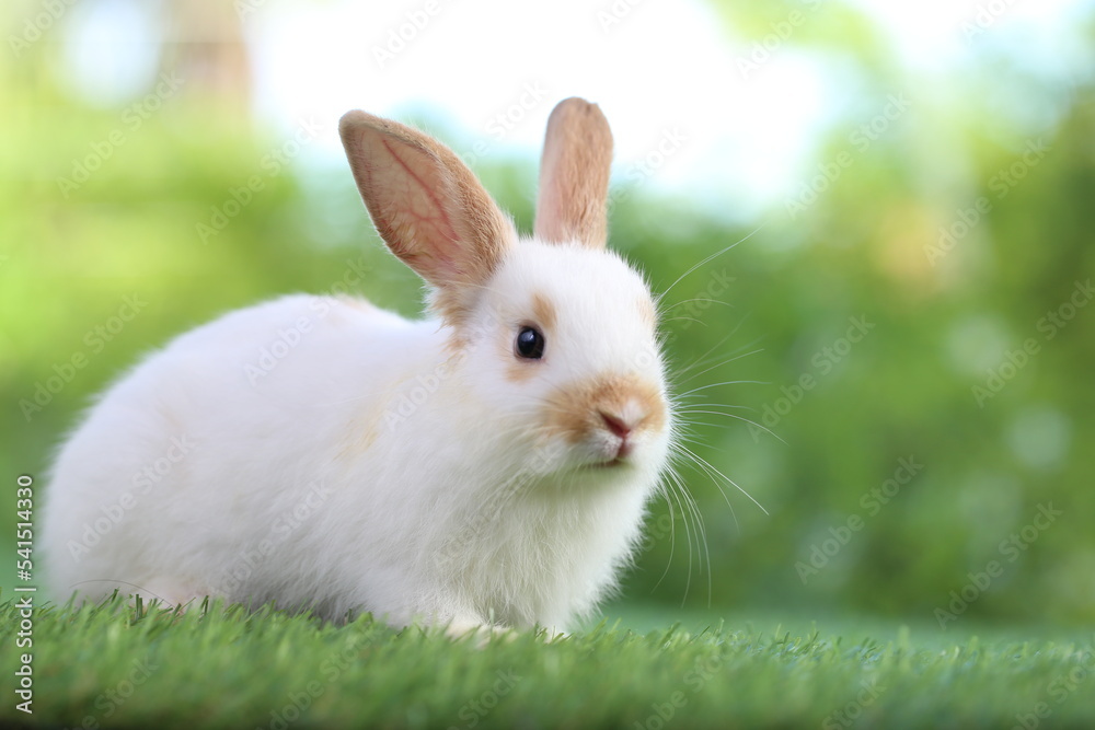Cute little rabbit on green grass with natural bokeh as background during spring. Young adorable bunny playing in garden. Lovrely pet at park Cute little rabbit on green grass with natural bokeh as background during spring. Young adorable bunny playing in garden. Lovrely pet at park