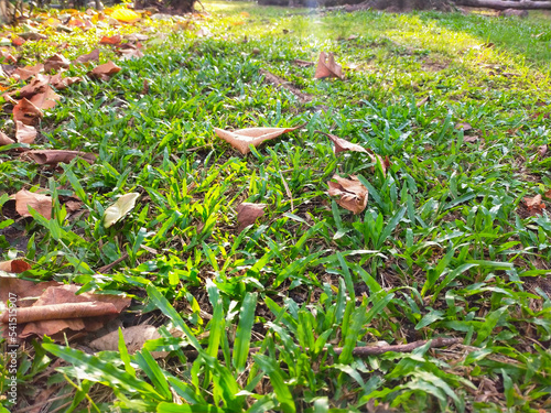 Green field with autumn leaves in the morning 