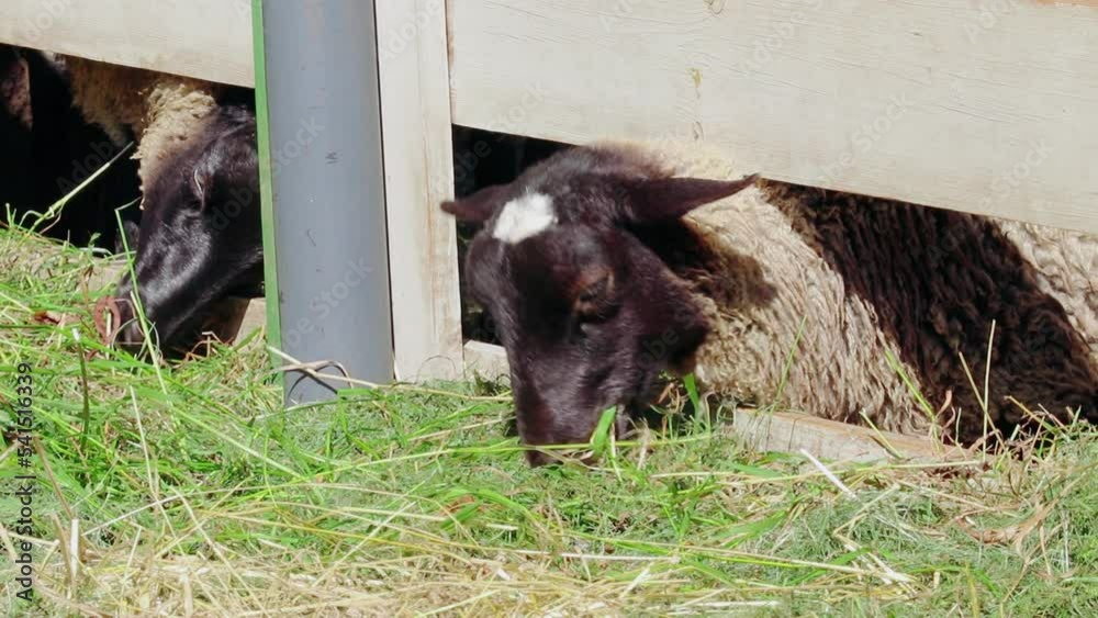 Domestic sheep feed on grass in wooden paddock. Rural life in the countryside. Breeding animals on the farm. Domestic sheep feed on grass in wooden paddock. Rural life in the countryside. Breeding animals on the farm.