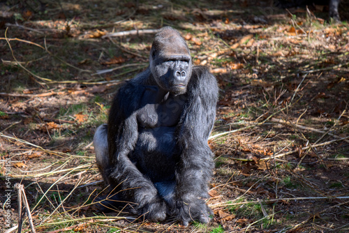 Close Up Of A Gorilla At The Apenheul Zoo The Netherlands 2018 photo