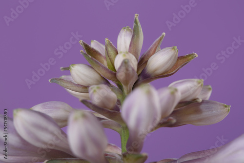 Fototapeta Naklejka Na Ścianę i Meble -  Hosta inflorescence of gently lilac color isolated on violet background.