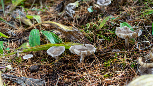 Lamellar mushrooms are gray in color. Mushrooms on the background of a pine needle