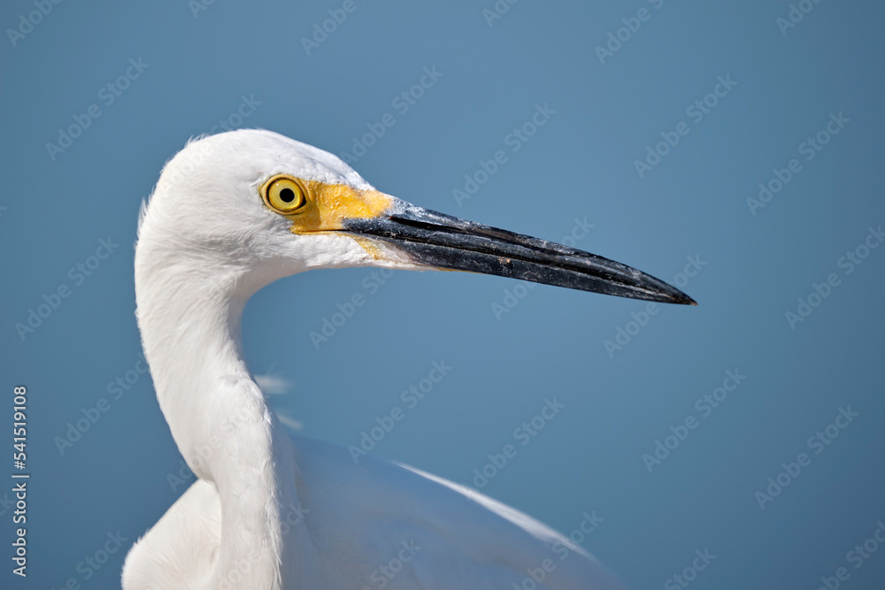 White heron wild sea bird, also known as great egret on seaside in summer