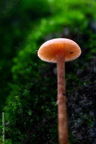 Orange mushroom on moss