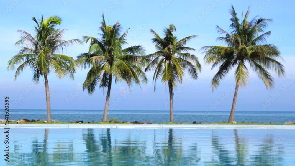 Vue sur la mer et 4 palmiers depuis une piscine Vue sur la mer et 4 palmiers depuis une piscine