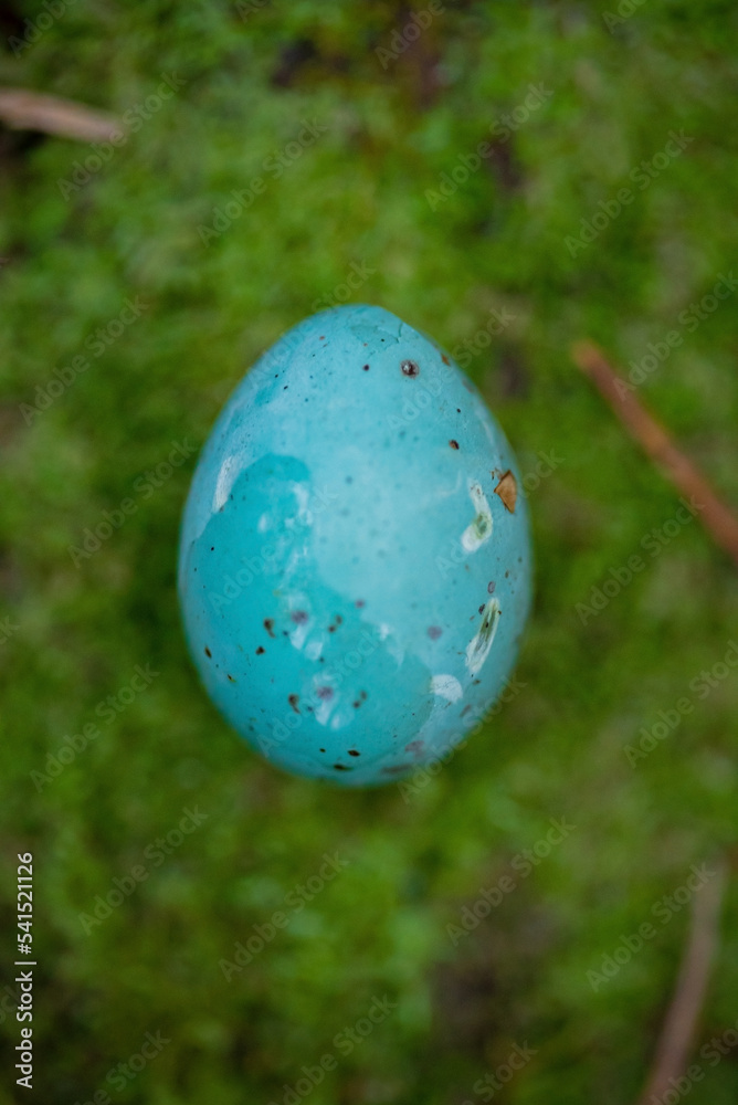 A blue polka dot thrush egg lies on moss in forest.