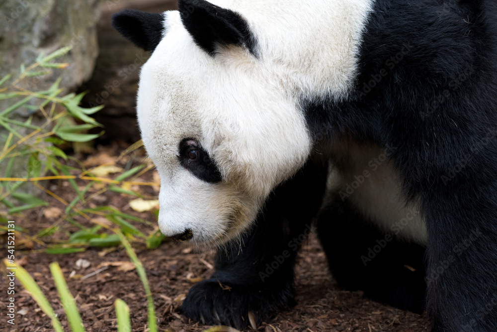 Animal side portrait closeup black white panda bear Animal side portrait closeup black white panda bear