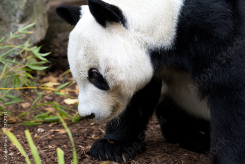 Fototapeta Naklejka Na Ścianę i Meble -  Animal side portrait closeup black white panda bear