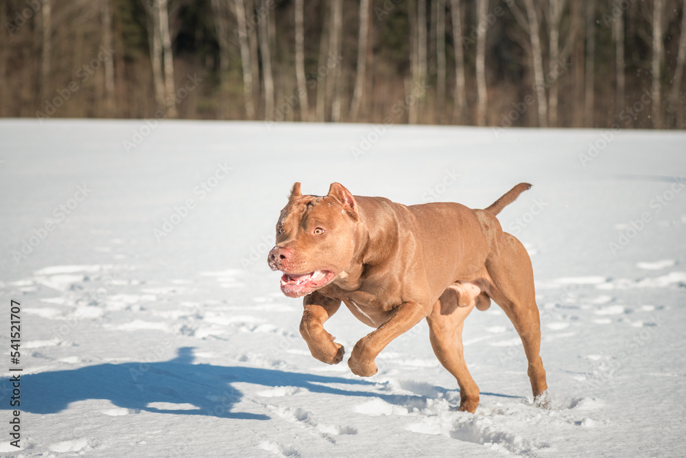 A beautiful thoroughbred young pit bull terrier is playing cheerfully on a snowy field.