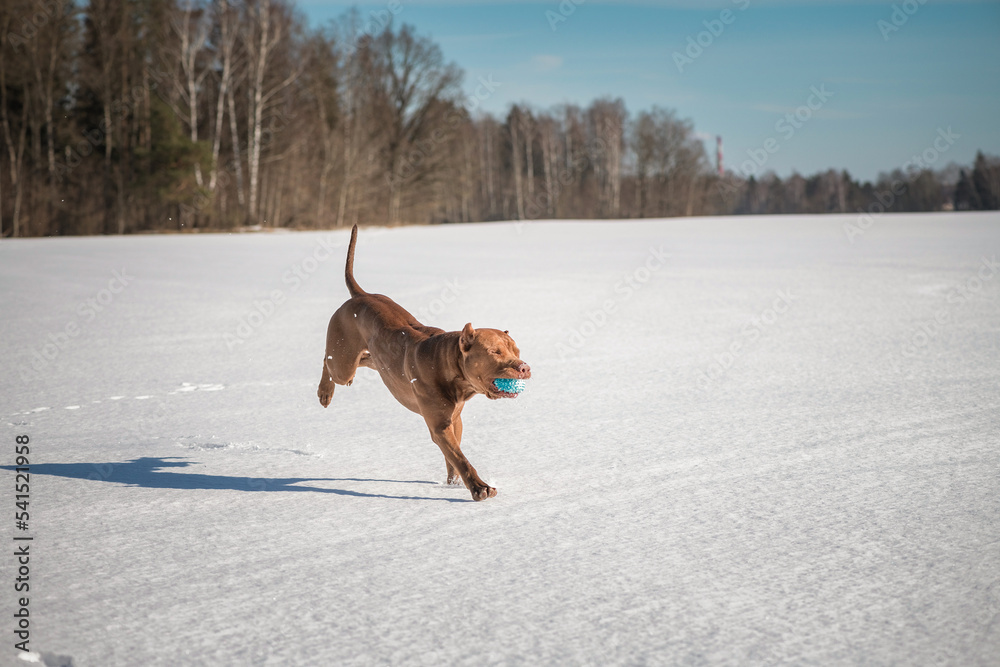 A beautiful thoroughbred young pit bull terrier is playing cheerfully on a snowy field. A beautiful thoroughbred young pit bull terrier is playing cheerfully on a snowy field.