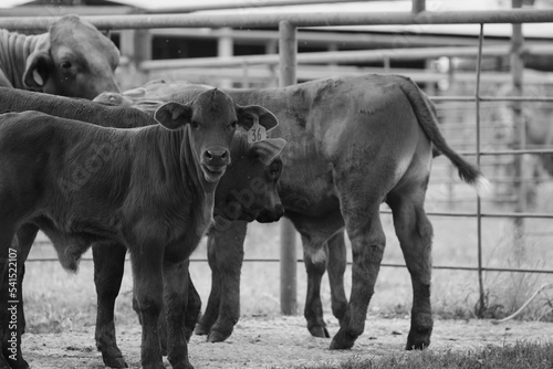 Beefmaster calves on Texas ranch closeup in black and white, beef breed of cows. photo