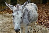 Detail view on white colored miniature donkey, in Latin Equus asinus f. asinus looking to the camera. He is standing on the ground covered with foliage.