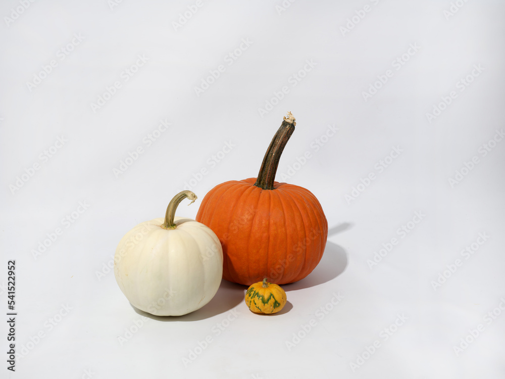 Fall Pumpkins on White Background Fall Pumpkins on White Background