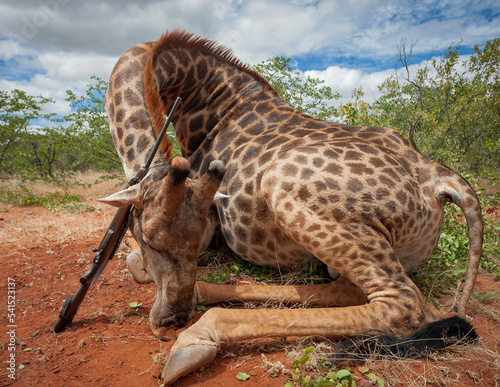 Legal hunting trophy of an old male African giraffe after successful hunt in South Africa.