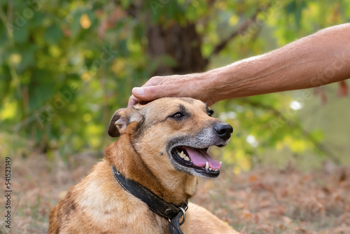 A man's hand is stroking a cute red dog on the head. Love for pets and friendship concept. Close up dog portrait.