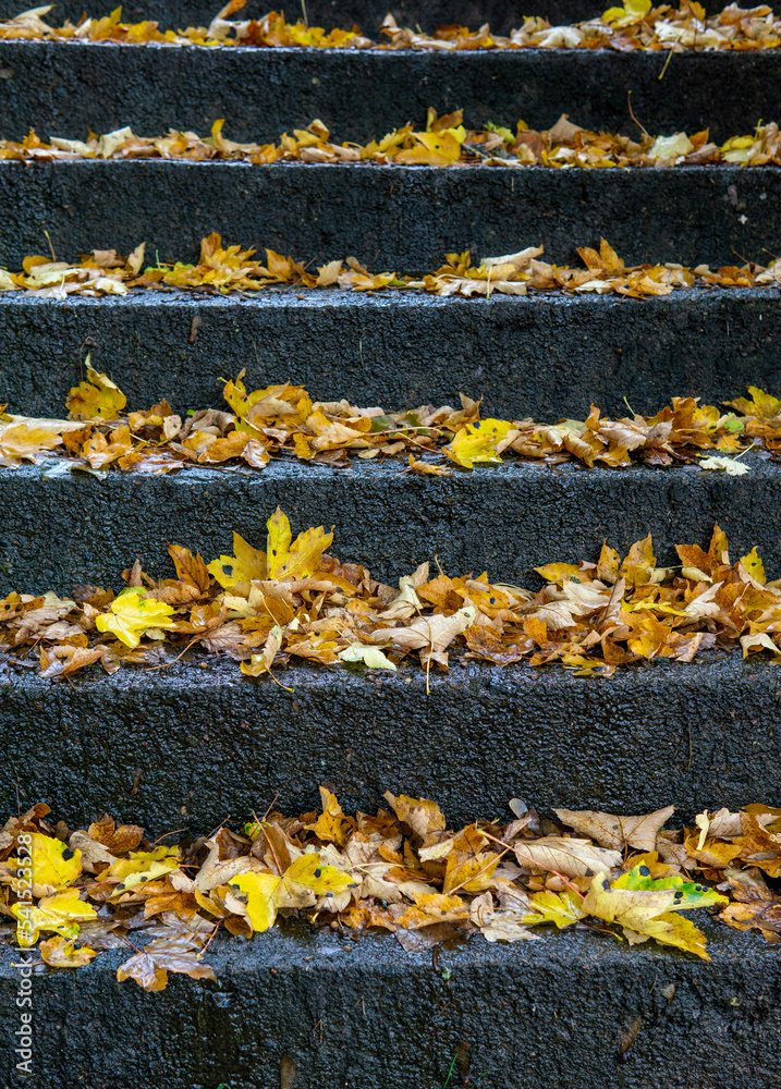 Obraz premium feuilles mortes, automne, escaliers, feuilles, mortes, chaussée, automnal, ville, chute, risque, glissant, glisse, danger, urbain, feuille, jaune, nature, brun, texture, couleur, saison, orange, or, t