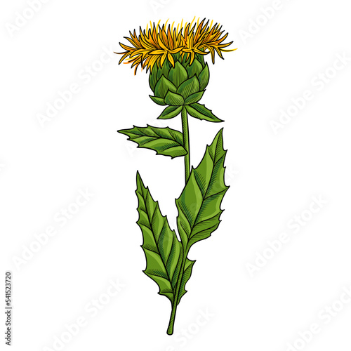 vector drawing flower of safflower, Carthamus tinctorius, herb of traditional chinese medicine, hand drawn illustration