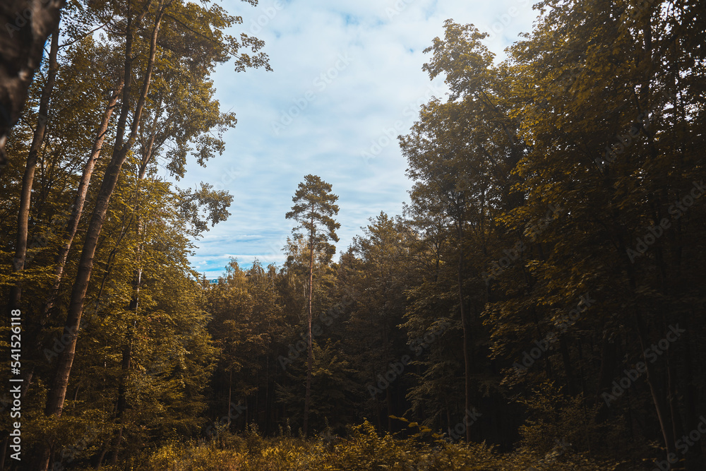 Forest on an autumn day. Natural background. Pines and foliage trees. Concept of POV hiking and walking in foggy mountain woods. Forest on an autumn day. Natural background. Pines and foliage trees. Concept of POV hiking and walking in foggy mountain woods.