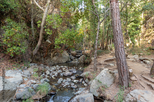 Mountain stream river with riffles in forest