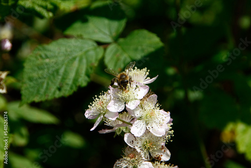 Honigbiene auf Bluete der Brombeere (Rubus Fructicosus L.) Thueringen, Deutschland, Europa  -
Honeybee on blossom of the Blackberry (Rubus fructicosus L.) Thuringia, Germany, Europe 
 photo