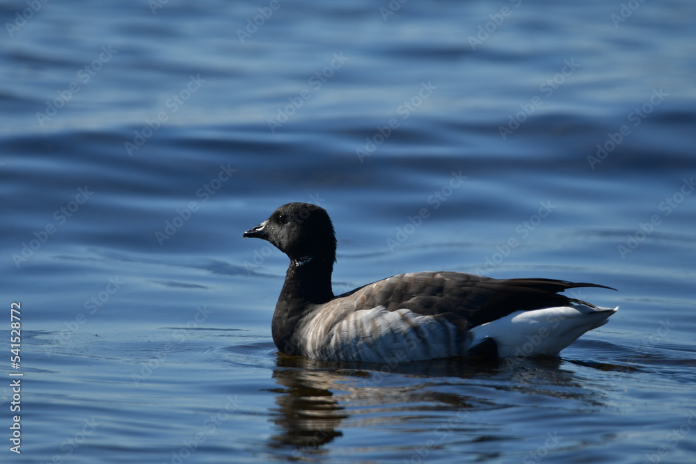 Cute Brant goose rest on lake Ontario during its migration south from the Arctic Cute Brant goose rest on lake Ontario during its migration south from the Arctic
