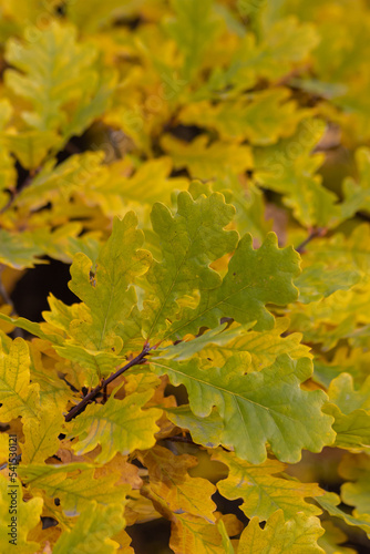 Green-yellow oak leaves on a branch in the sunlight. oak leaf background