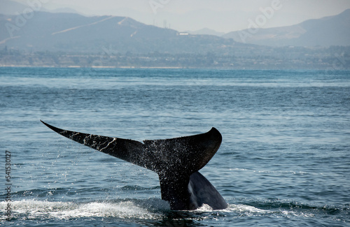 Blue Whale Off Dana Point, California