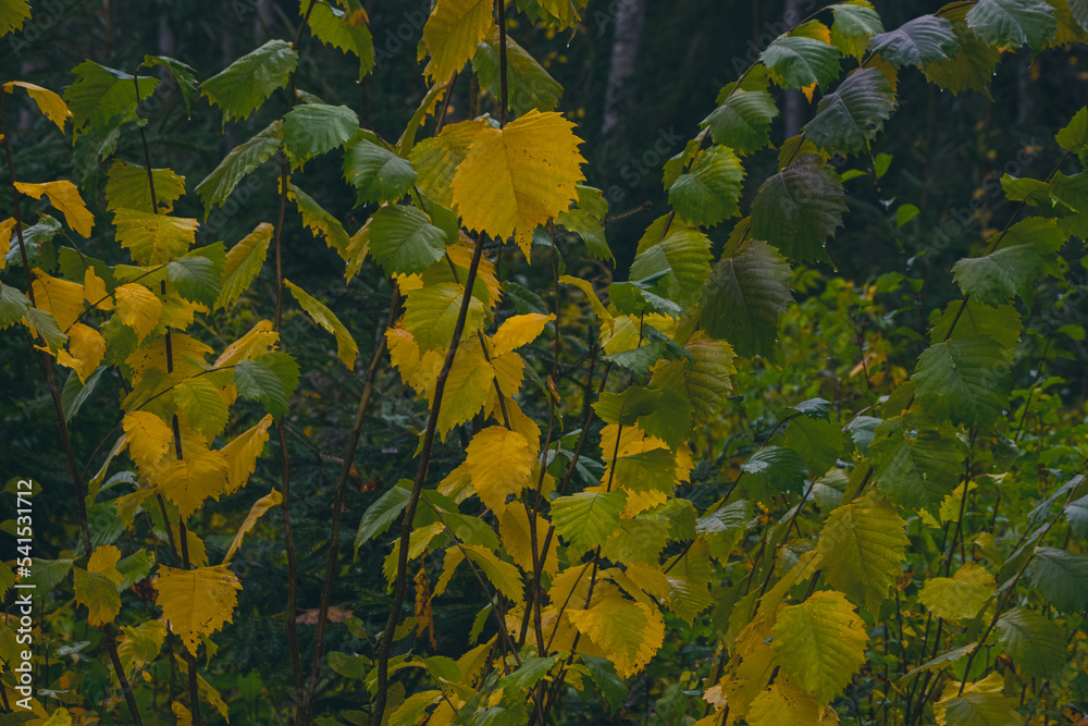 Beautiful bush with small autumn green-yellow leaves Beautiful bush with small autumn green-yellow leaves