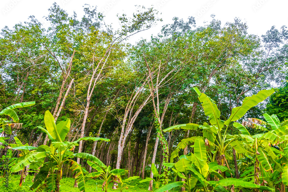 Rubber tree trees in tropical forest nature Phuket island Thailand. Rubber tree trees in tropical forest nature Phuket island Thailand.