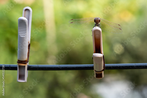a big dark dragonfly is sitting on a plastic clothespin fixed on the clothesline  with a blurred green background