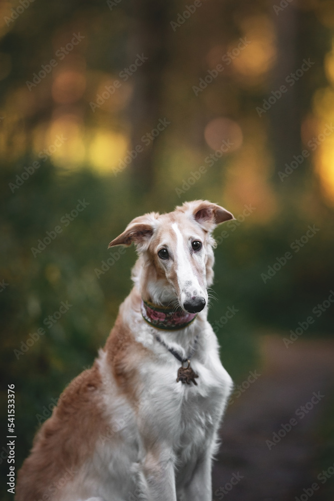 Dog photo portrait Russian borzoi autumn Dog photo portrait Russian borzoi autumn
