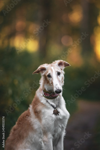 Dog photo portrait Russian borzoi autumn