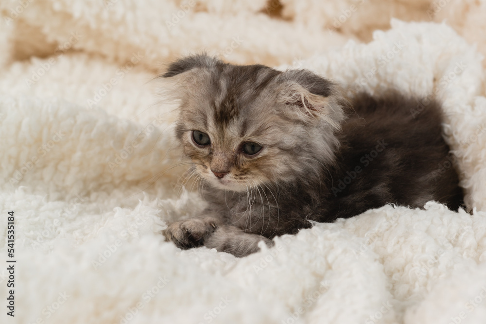 Portrait of cute little fluffy lop-eared kitten with big eyes. Lying on a fluffy white blanket