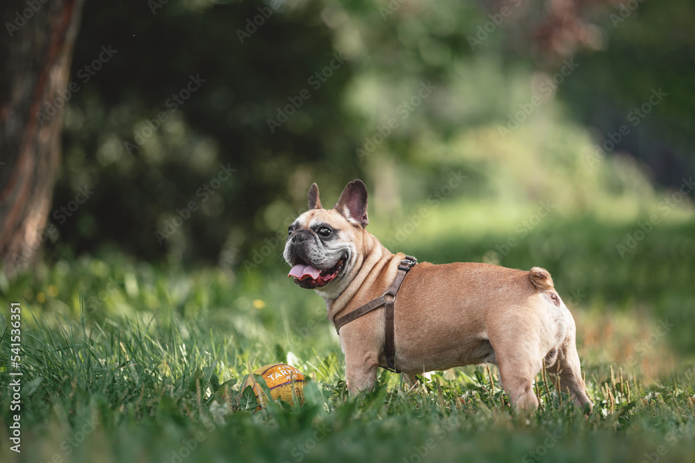 Dog breed French bulldog portrait walking playing in green grass