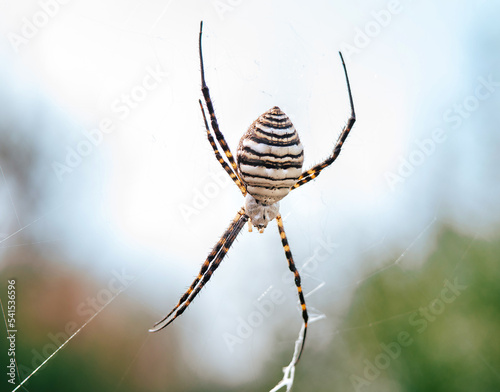 Close up photo of a big spider named Argiope trifasciata hanging on a spiderweb in a meadow
