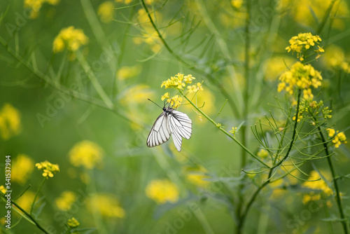 white summer butterfly sitting on a yellow flower, close-up, selective focus photo