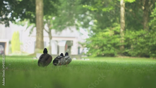 Ducks walking in line on grass field