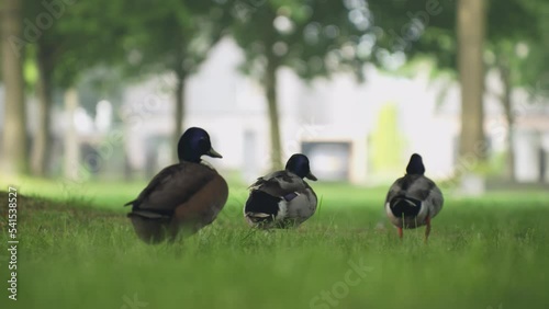 Ducks walking in line on grass field