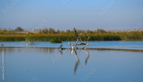 birds in Danube Delta, near Mila 23 on Sulina arm photo