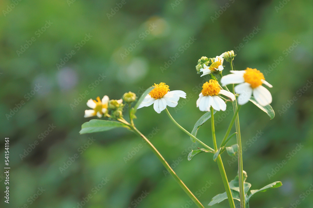 bee on a flower, Green background