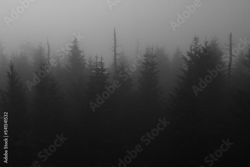 Evergreen trees in fog at Smoky Mountain National Park