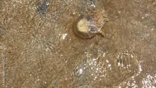 Méduse inoffensive rhizostoma sur une plage de Thaïlande photo